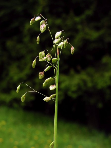 Полевые цветы Кукушкины слезки