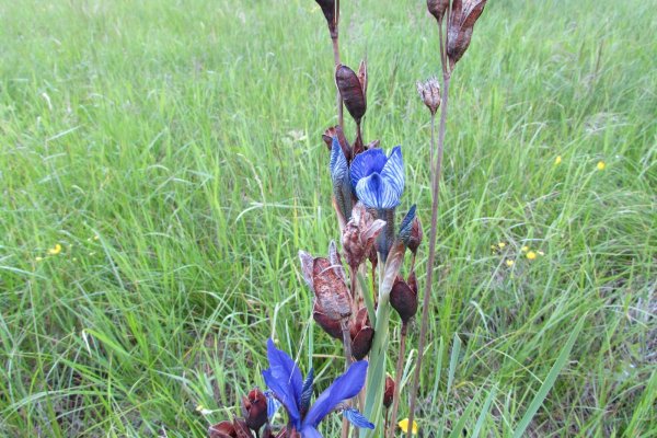 Кукушкины слёзки растение