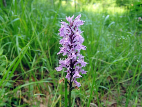 Ирис Кукушкины слезки