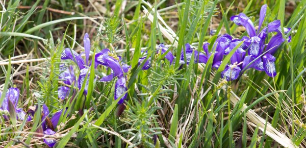 Лилейник Кукушкины слезы