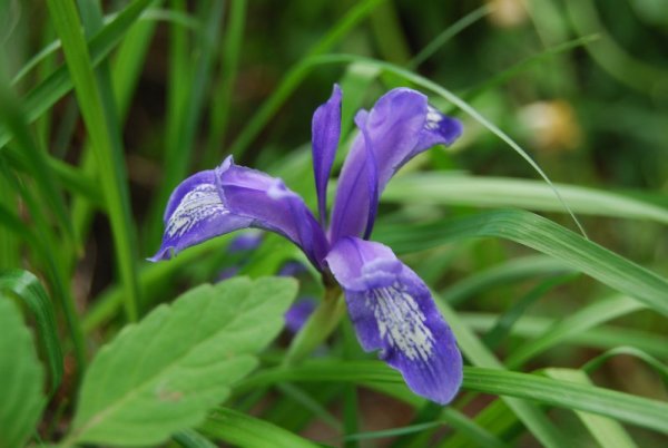 Ирис Кукушкины слезки