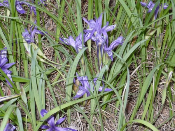 Цветы Кукушкины слезки Лесные