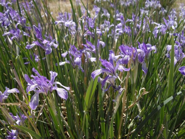 Кукушкины слезки трава трясунка