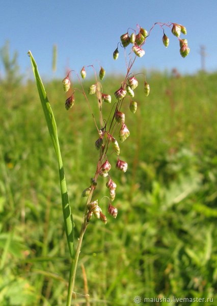 Трясунка 'briza Media'