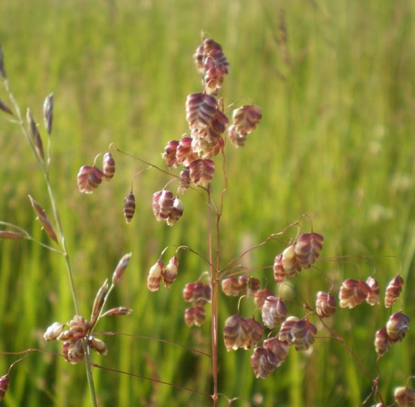 Ирис Кукушкины слезки