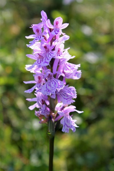 Рябчик шахматный Юпитер