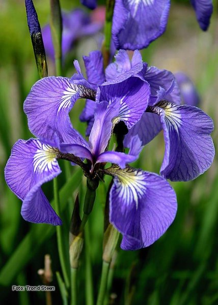 Касатик setosa