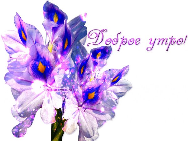 Доброе утро с ирисами