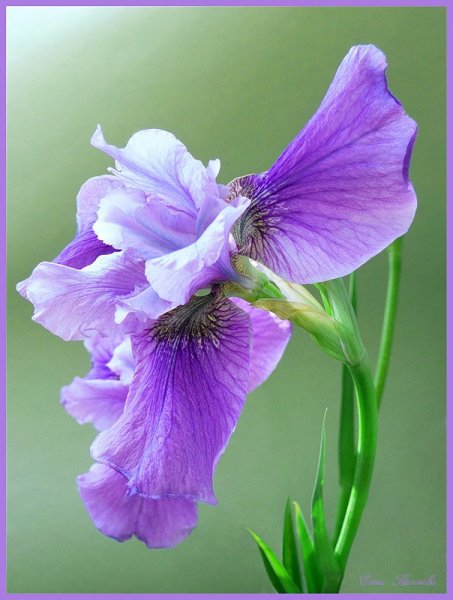 Доброе утро с ирисами