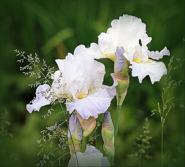 Ирисы красивые белые
