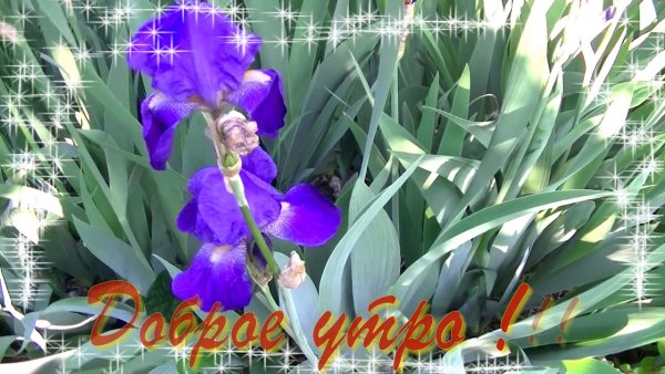 Доброе утро с ирисами