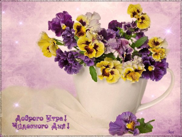 Доброе утро фиалки