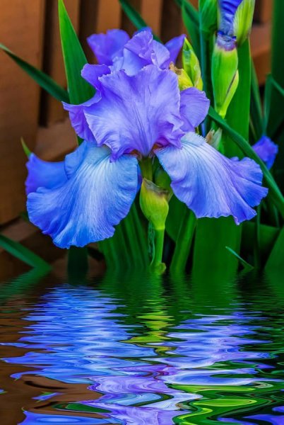 Ирисы цветы синие