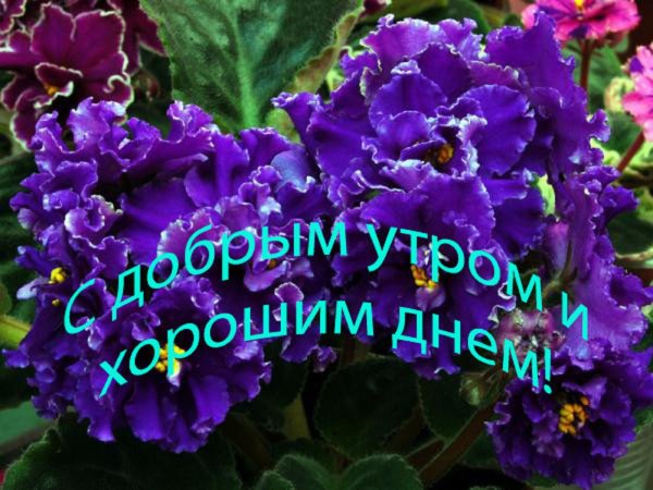 С добрым утром фиалки и хорошим днём