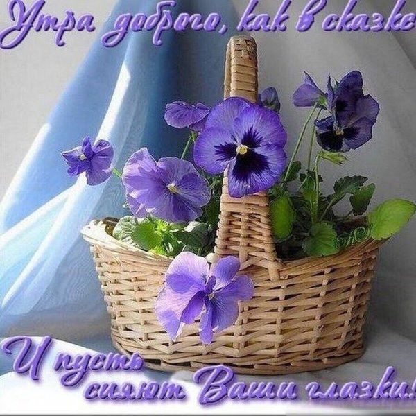 С добрым утром фиалки