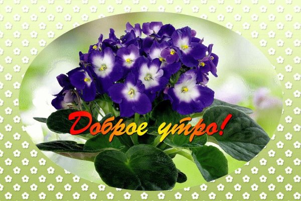 С добрым утром фиалки