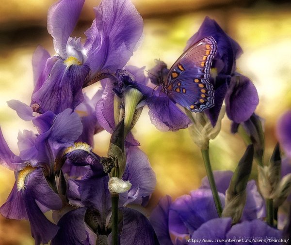 Открытки с ирисами