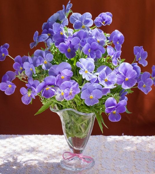 Доброе утро Анютины глазки