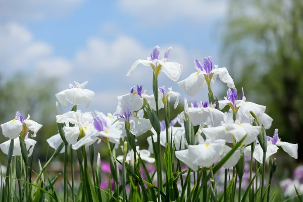 Белый Ирис цветок