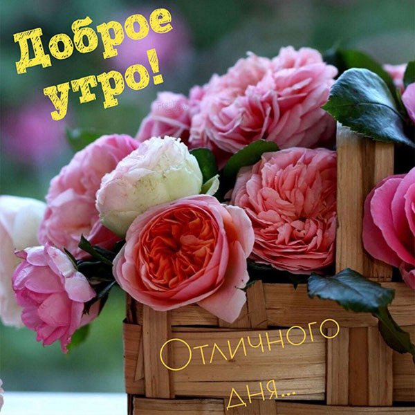 Доброе утро розы