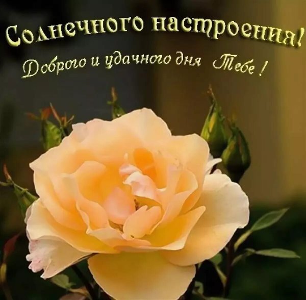 Нежные цветы в чашке