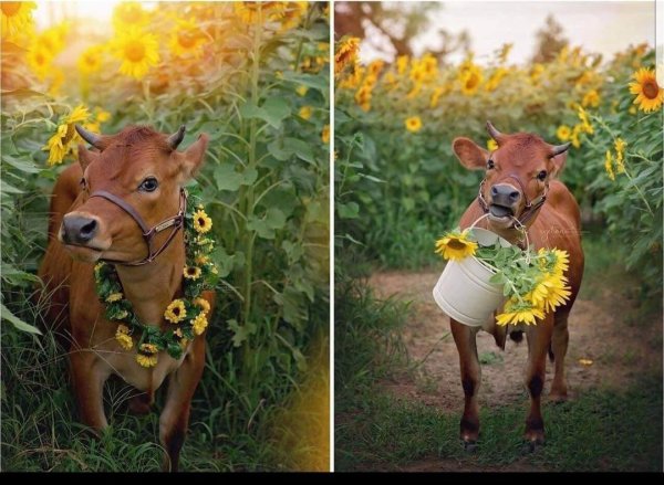 Корова в венке