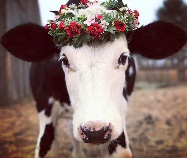 Милая корова