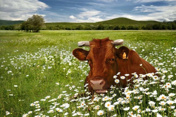 Коровы на лугу