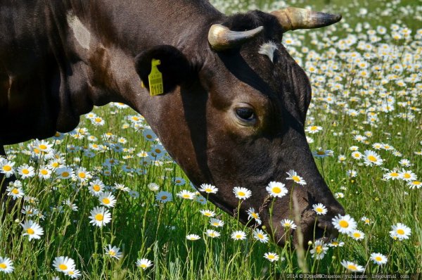 Корова в цветах