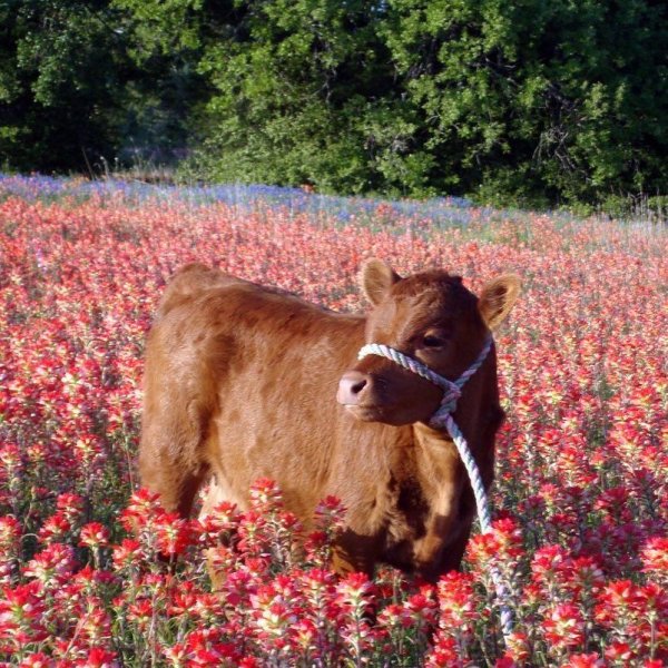 Милая корова