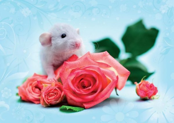 Марджолен Бастин иллюстрации