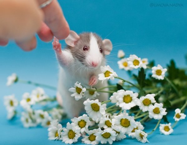 Мышки на цветах