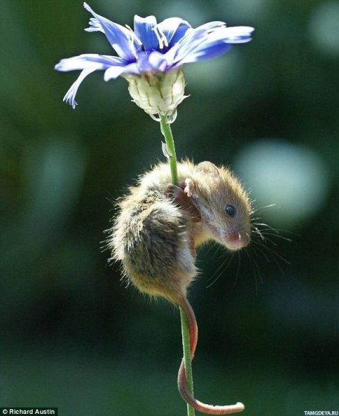 Новогодняя мышка с цветами