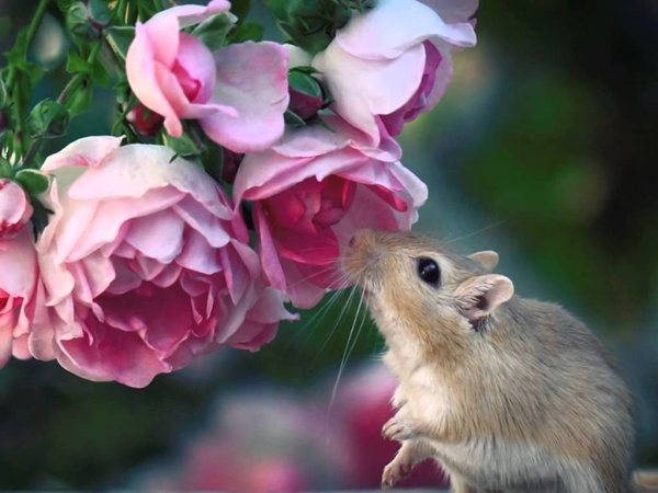 Красивая мышка