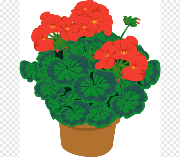 Комнатные растения для детей