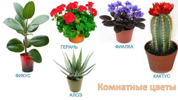 Комнатные растения: фиалка, фикус.