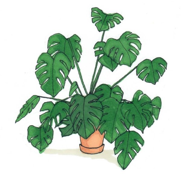 Домашние растения рисунок