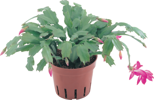 Зигокактус в горшке