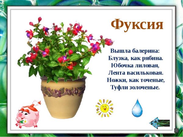 Комнатные растения для дошкольников