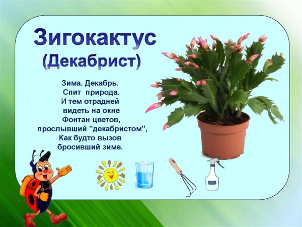 Комнатные цветы для дошкольников