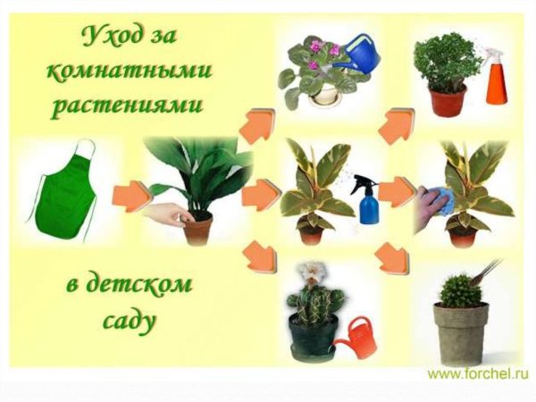 Алгоритм ухаживания за комнатными растениями в детском саду