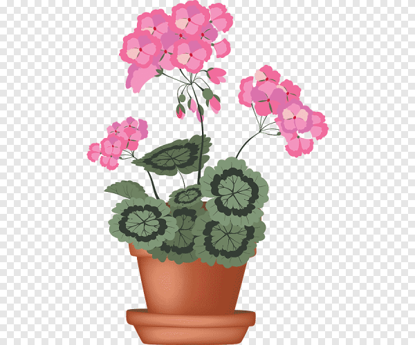 Герань цветок толстянка