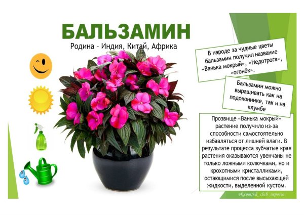 Паспорт цветка огонек