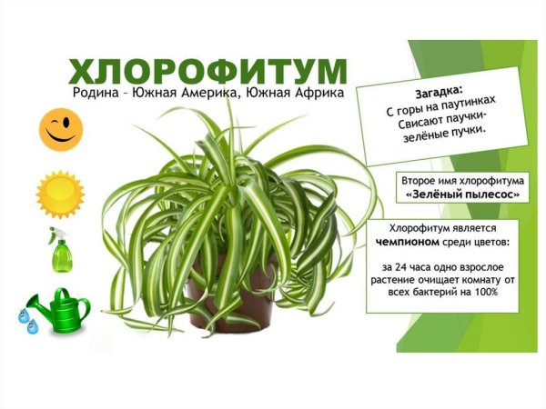 Картотека комнатных растений хлорофитум
