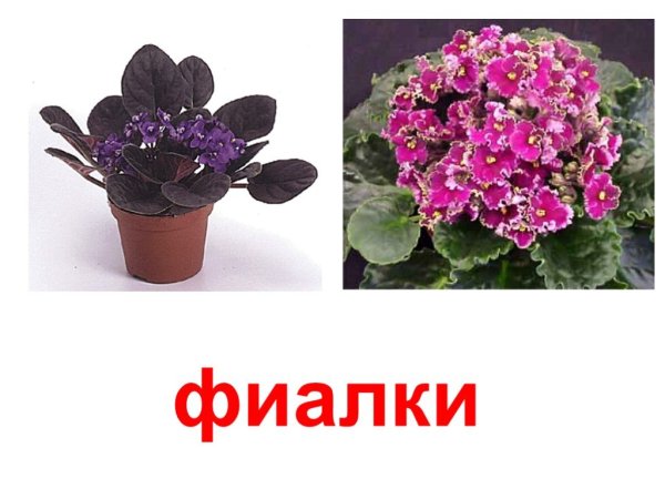 Фиалка герань Кактус