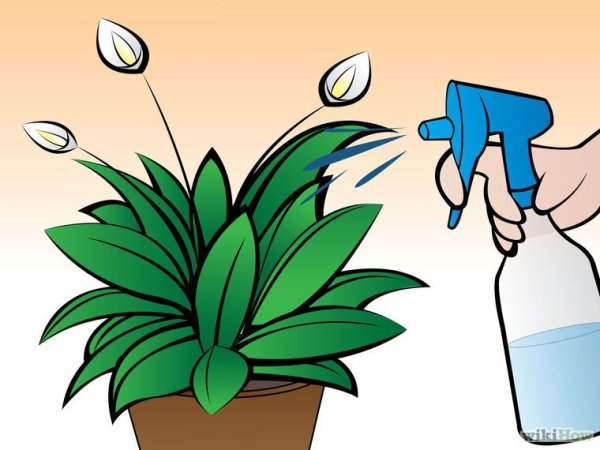 Опрыскивание комнатных цветов