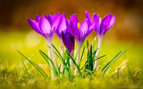Первоцветы крокусы