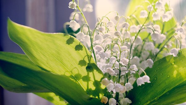 Цветочный фон