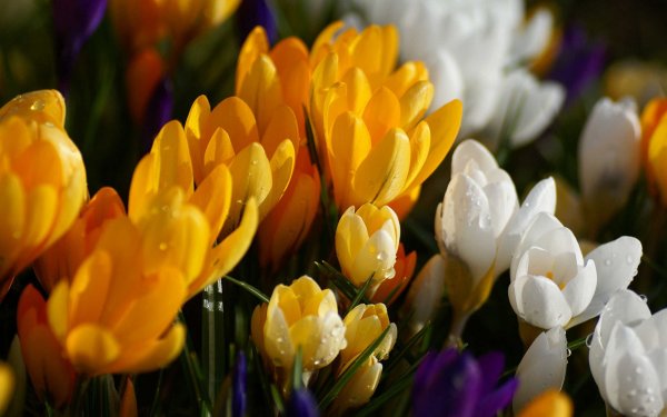 Цветы в лесу