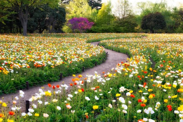 Газон мавританский 600 г